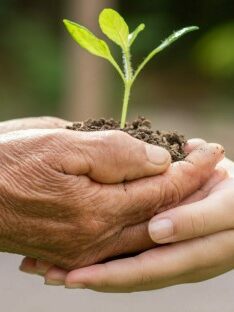 deux mains tenant une jeune pousse : une main d'enfant et une main d'adulte